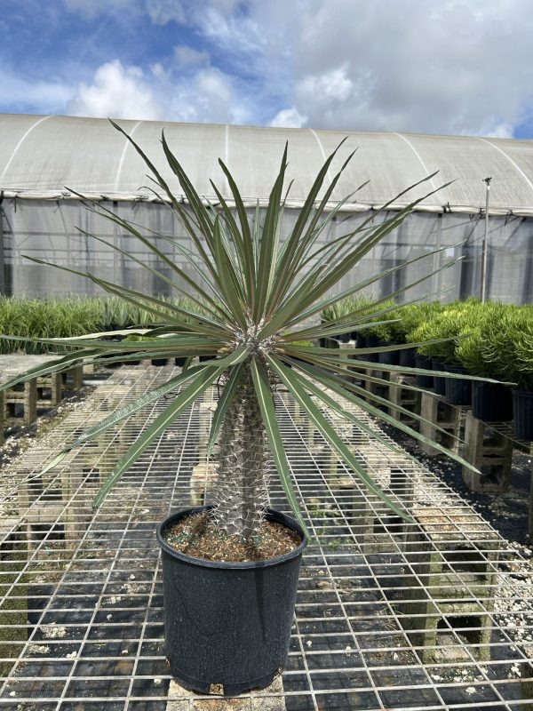10" Pachypodium Geayi
