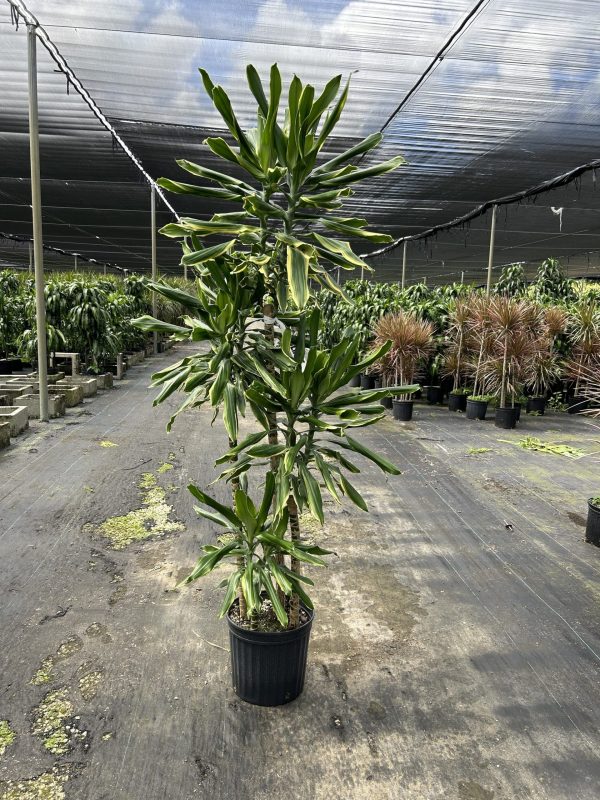 12" Drac Golden Coast Cane 4321 C/B 6-7'