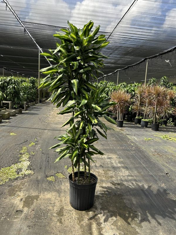 12" Drac Cintho Cane 4321 C/B 6-7'