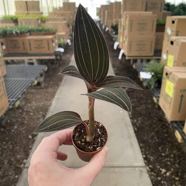 2" Jewel Orchid