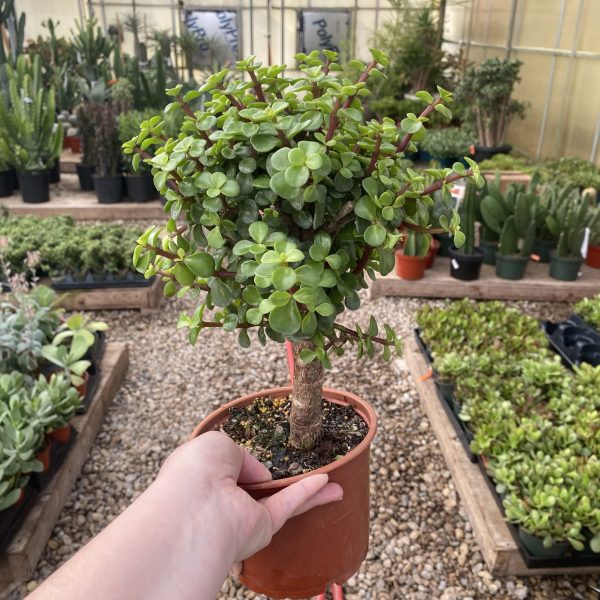 6" Jade Dwarf Green Std