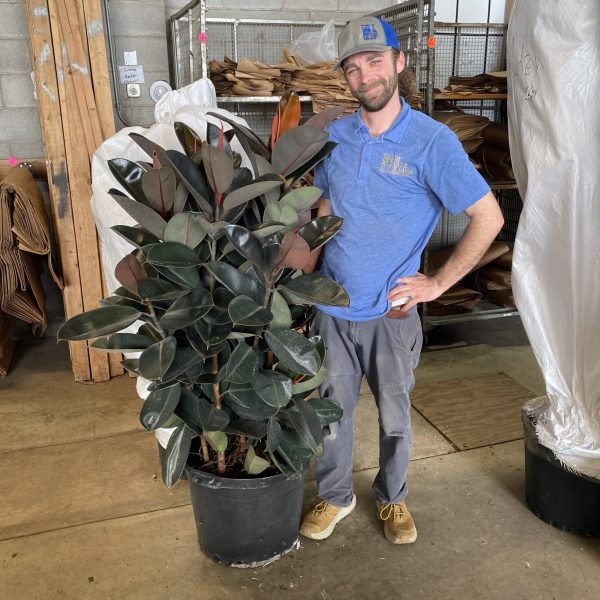 17" Ficus Burgundy Bush