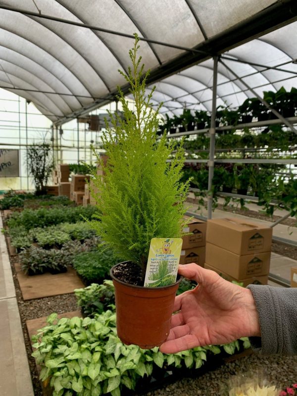 4.5" Lemon Cypress (Can)