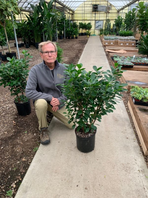 10" Ficus Moclame Bush