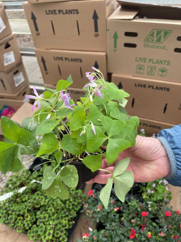 6" Oxalis Green Shamrock Lavender Flower (Can)