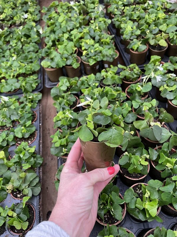 2.5" Oxalis Green Shamrock with White Flowers Self-Watering (Can)