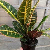 4" croton petra