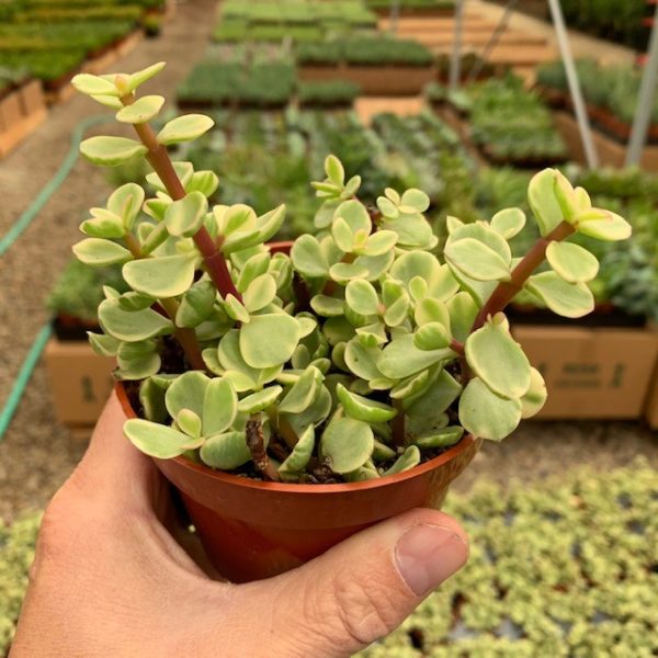 4" Portulacaria Dwarf Jade VAR Std
