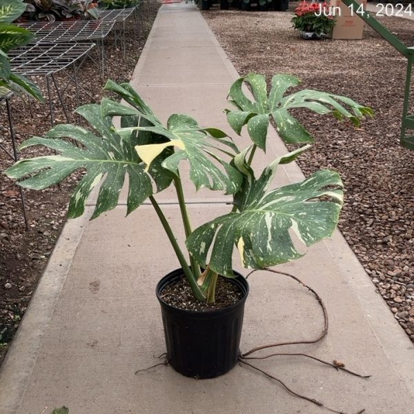10" Philo Monstera Thai Constellation