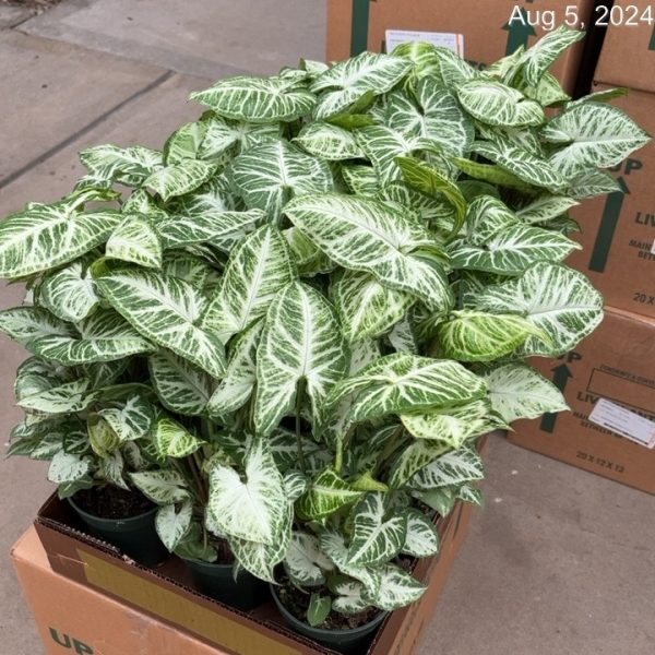 4" Syngonium Go Glo