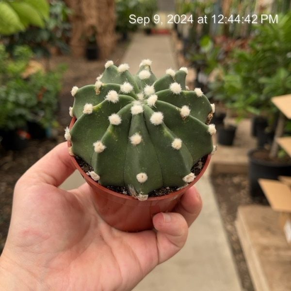 3.25" Cactus Domino (CA)