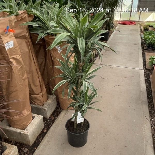 9/10" Drac Warneckii Green Cane 321 C/B