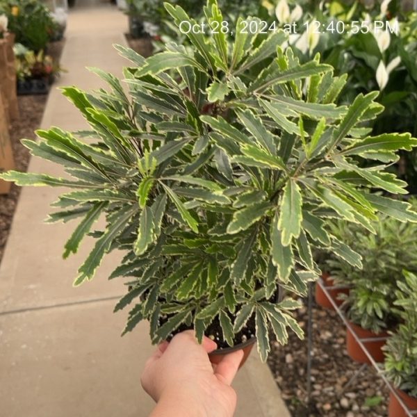 6" Aralia Bianca