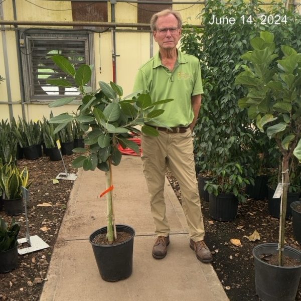 12" Ficus Audrey Std
