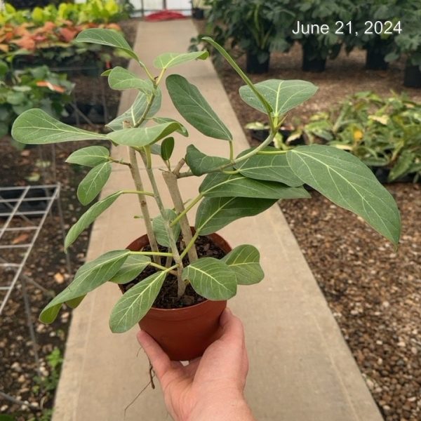 6" Ficus Audrey Bush