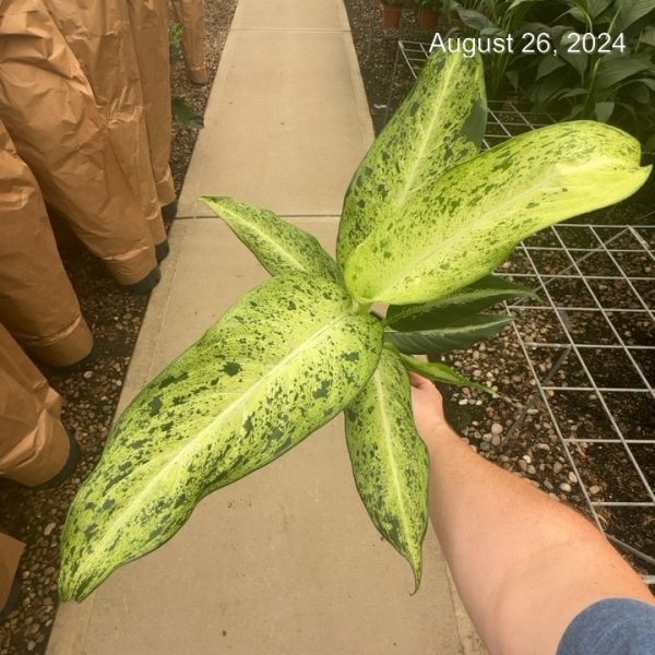 6" Dieff Maui Wowie
