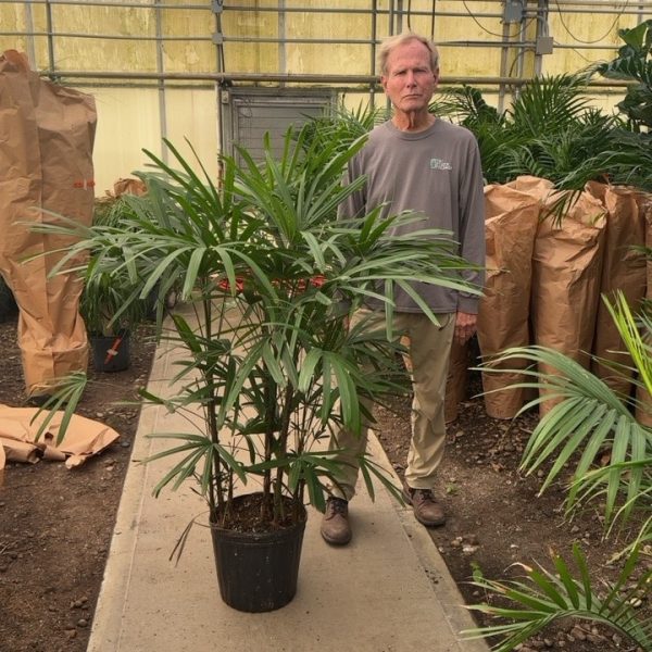 12" Palm Rhapis 4'