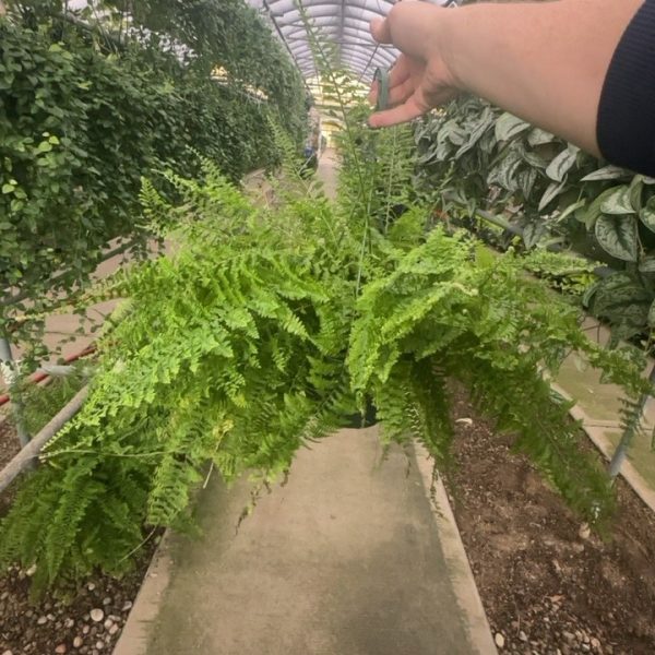 8" Fern Fluffy Ruffle HB