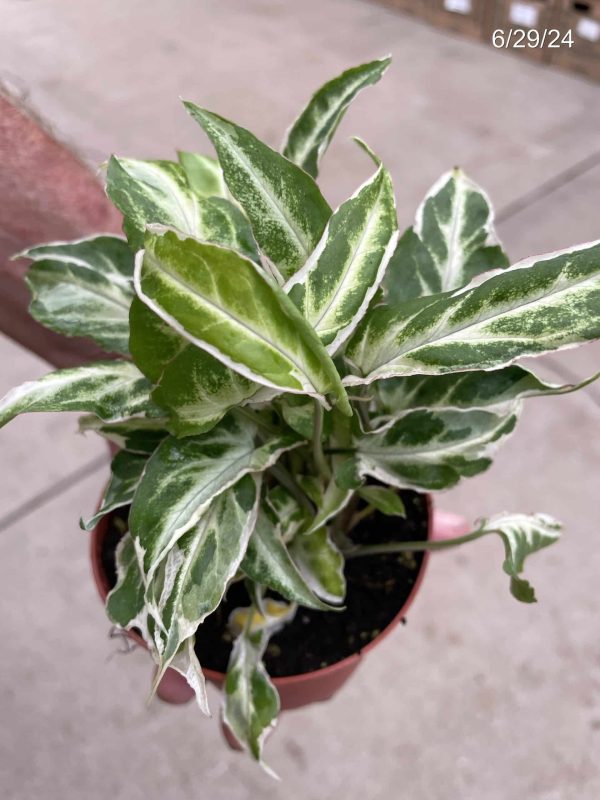 4" Syngonium Starlite