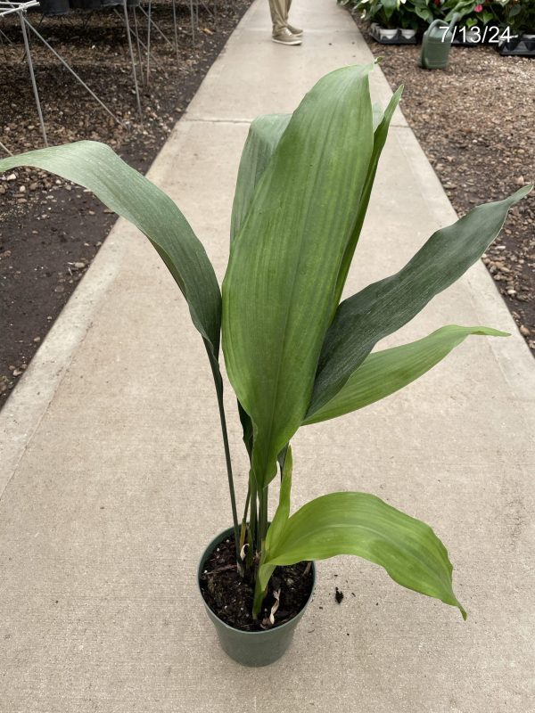 6" Aspidistra Green