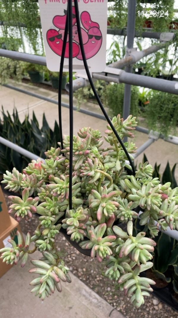 6" Sedum Rubrotinctum Jelly Bean HB (CA)