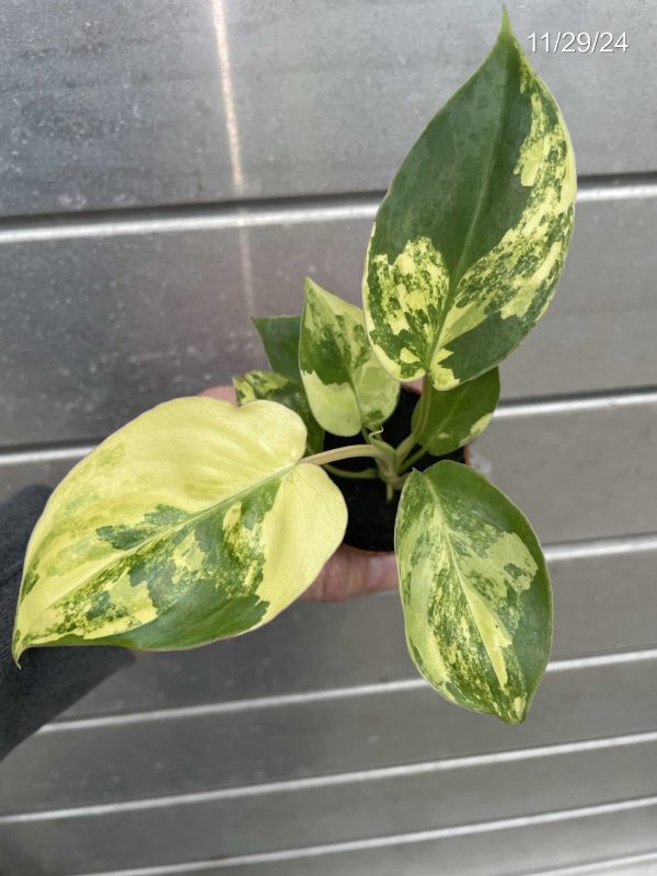 2" Philo Burle Marx VAR (OPT)