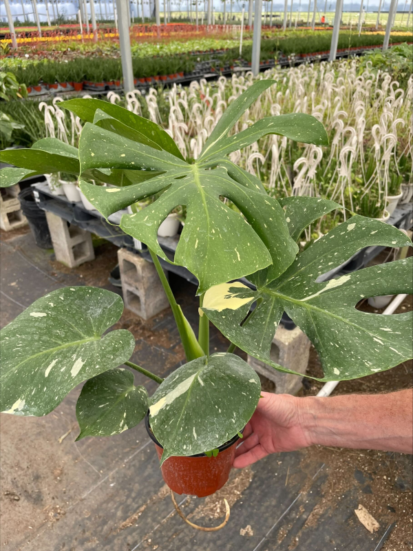 6" Philo Monstera Thai Constellation