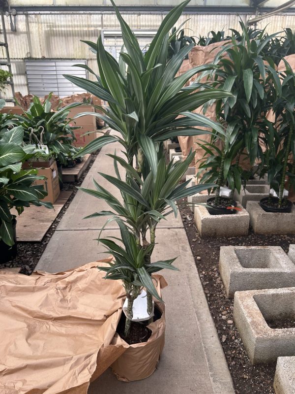 9/10" Drac Warneckii Jumbo Cane 321 C/B