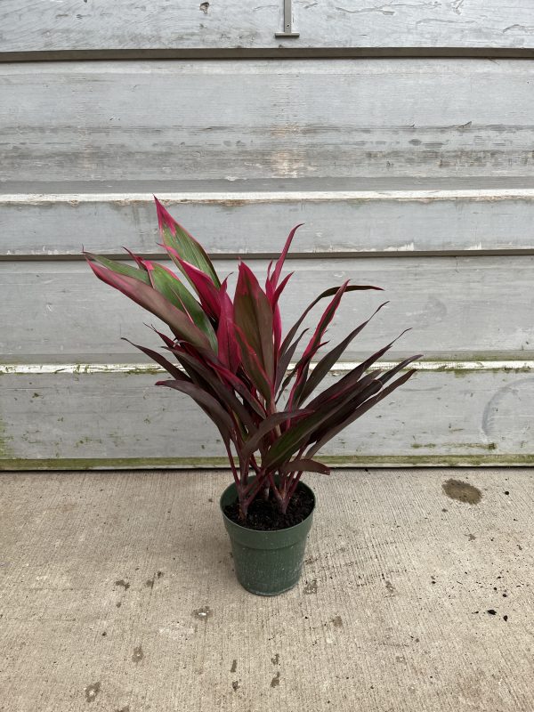 6" Cordyline Hot Pepper 3ppp