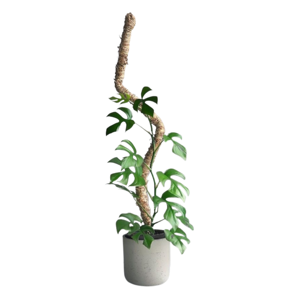 Pole Mossify Bendable Moss 42"