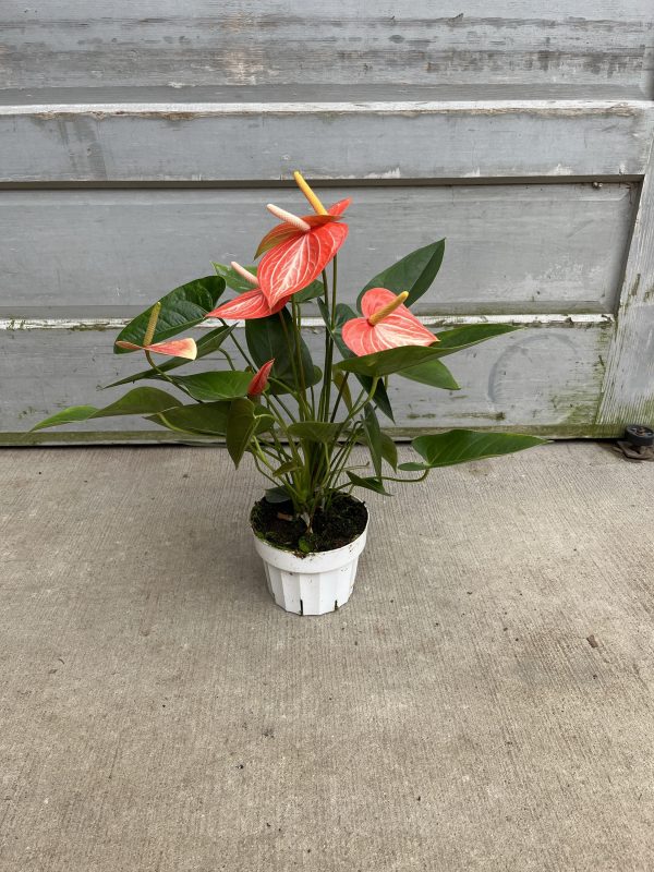 6" Anthurium Livium Dutch Orange (CA)