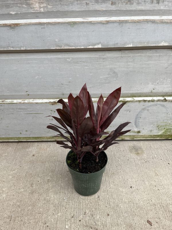 6" Cordyline Purple Hawaiian Compacta 3ppp