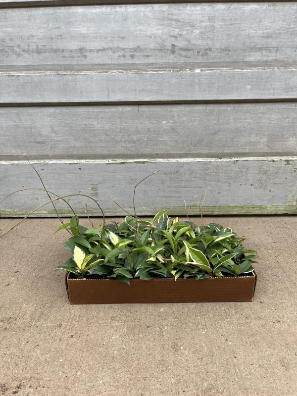 3" Hoya Exotica
