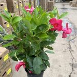 6" Mandevilla Bush Raspberry Kiss