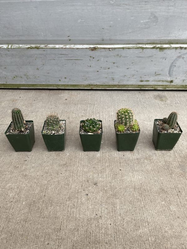 4" Cactus Lobivia Asst (CA)