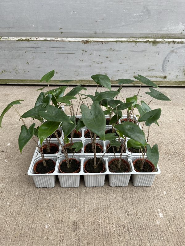 2" Alocasia Zebrina (OPT)