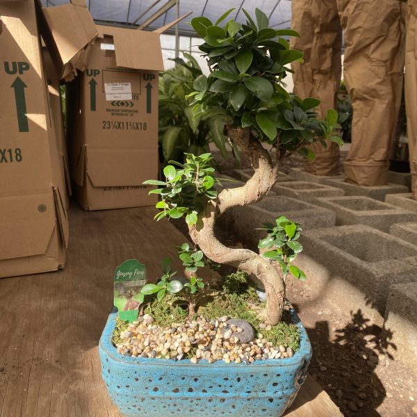 10" Ficus Ginseng S-Shape Bonsai in Ceramic