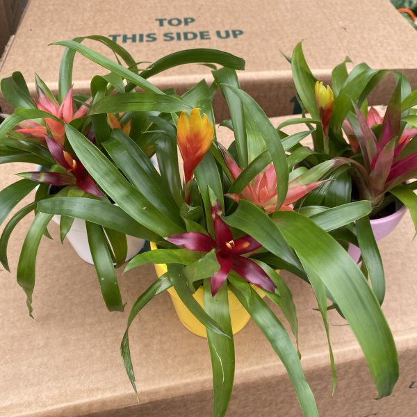 4" Bromeliad Triple Combo in Colorful Ceramic