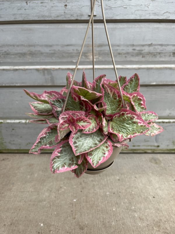 6" Episcia Pink Brocade HB