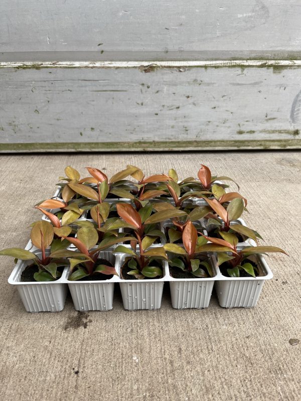 2" Philo Cherry Red (OPT)