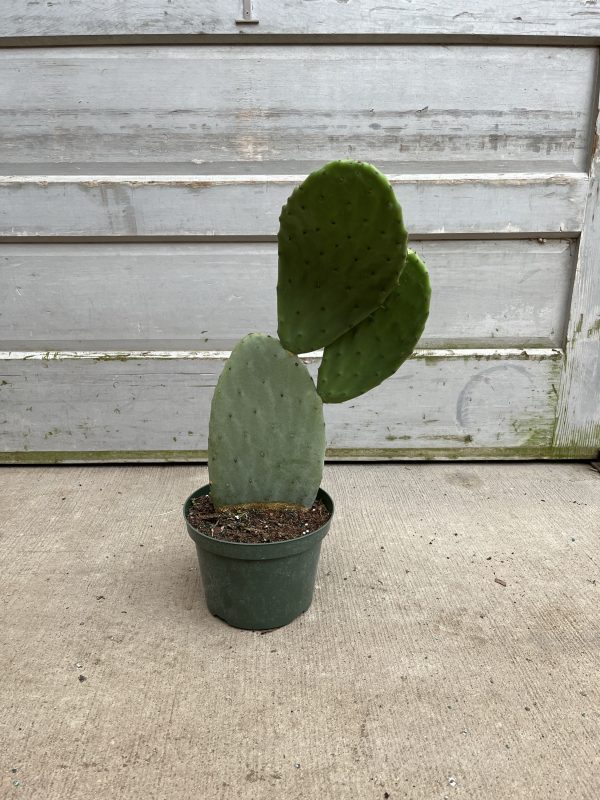 8" Cactus Opuntia Ficus Indica