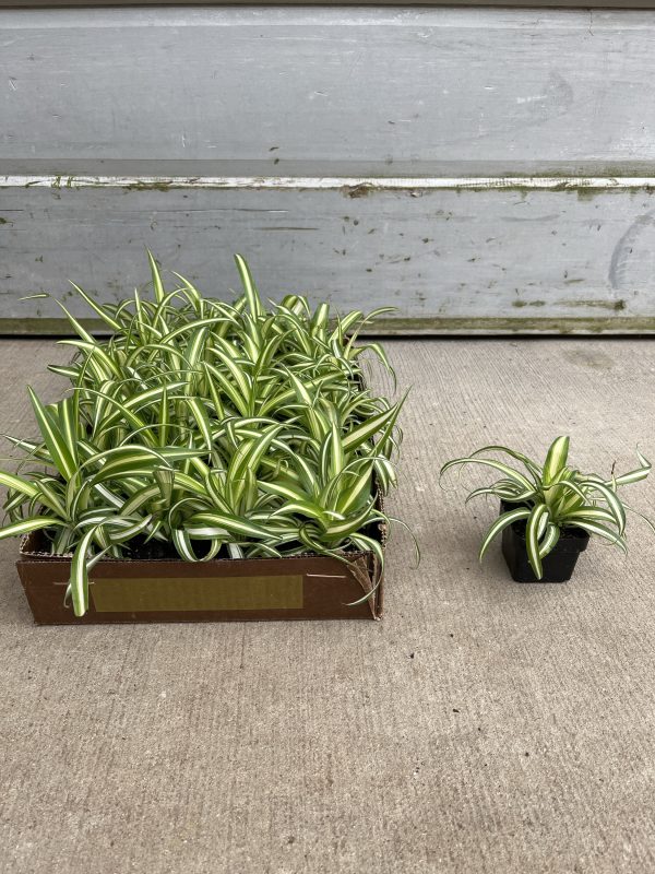 3" Spider Plant