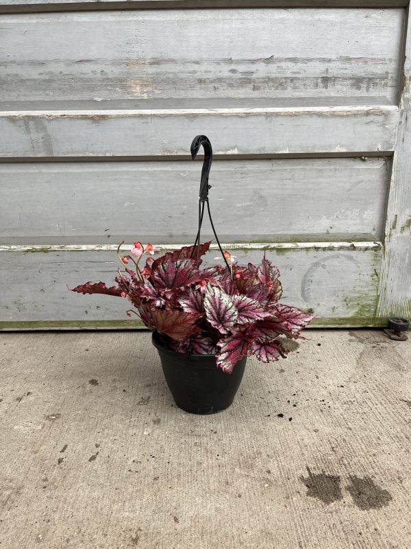 8" Rex Begonia HB