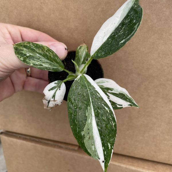 2" Philo White Knight (OPT)