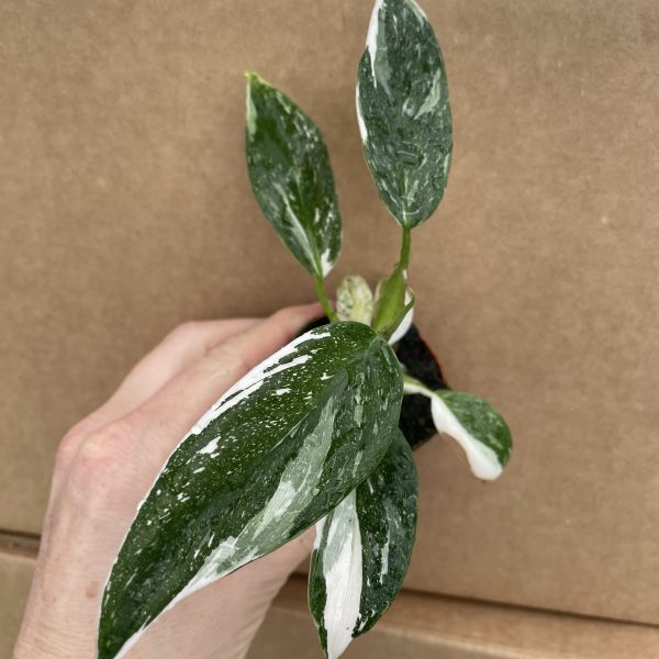 2" Philo White Princess (OPT)