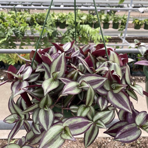 10" Tradescantia Wandering Jew HB (P)