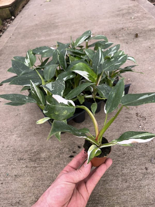 2" Philo White Wizard (OPT)