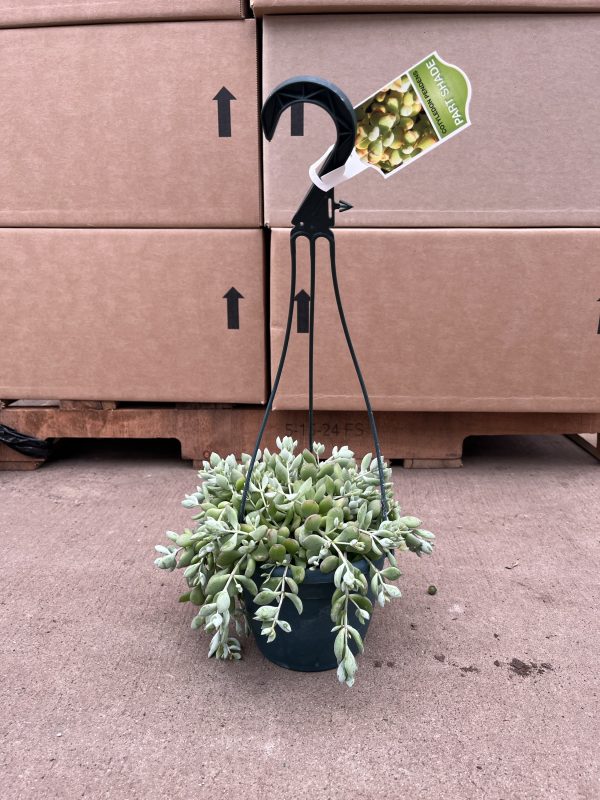 6" Cotyledon Pendens HB (P)