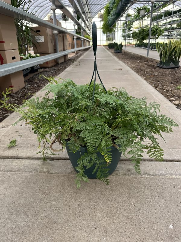 10" Fern Rabbit Foot HB (P)