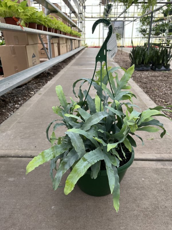 10" Fern Blue Star HB (P)